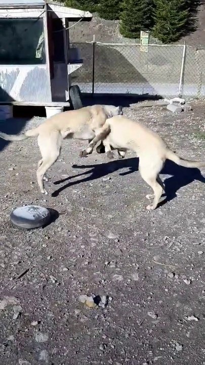 COBAN KOPEKLERiNiN HEM SERT HEM SEViMLi OYUNLARI - SHEOHERD DOG PLAY a GAME