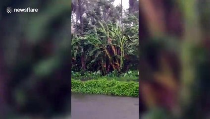 Trees shake as Cyclone Amphan smashes into India this afternoon