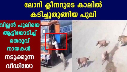 Stray Dogs Corner Leopard After It Attacks Man In Hyderabad | Oneindia Malayalam