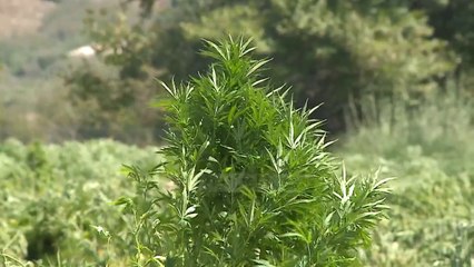 “Shënmëri 2020″/ Policia e Shtetit me njoftim zyrtar: 19 persona janë në pranga