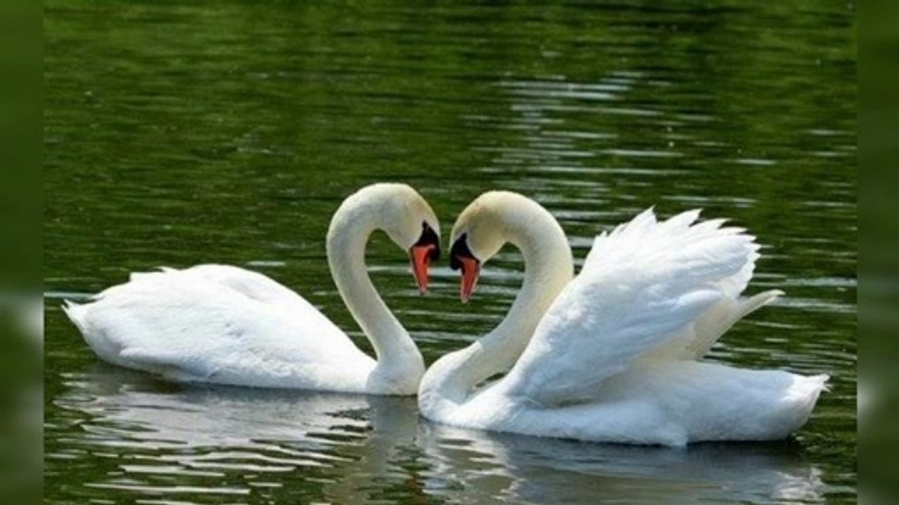 Top 10 Most Beautiful Animals.