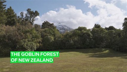 The Goblin Forest is just as magical and mysterious as it sounds