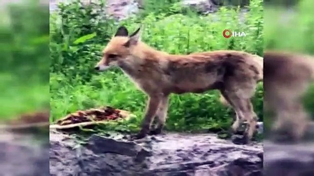 Tilki karnını doyurdu, kurt ise derede serinledi