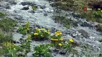 Posof’da muhteşem bahar manzarası