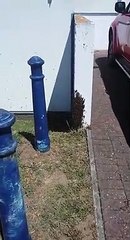 Bees' nest found in Eastbourne