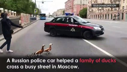 Russian police help ducks cross street in Moscow