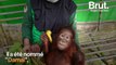 En Indonésie, un jeune orang-outan orphelin a pu être sauvé de justesse