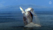 Les baleines à bosse susceptibles d’être percutées par les navires dans le détroit de Magellan