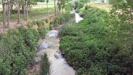 Çokal Barajı'nda çok sayıda ölü balık kıyıya vurdu - TEKİRDAĞ