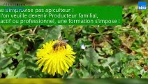 Comment accueillir les abeilles chez soi - Conseils d'un apiculteur / happyculteur