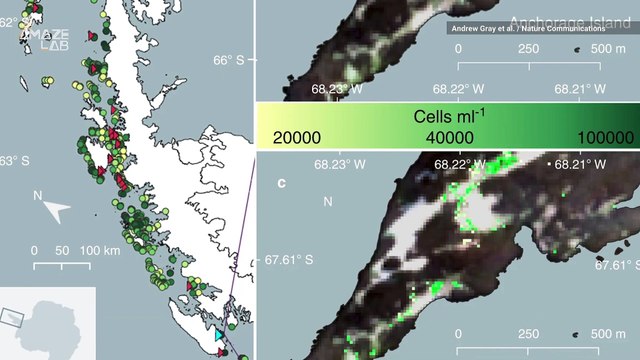 Scientists Find Climate Change Could Turn Antarctica Green
