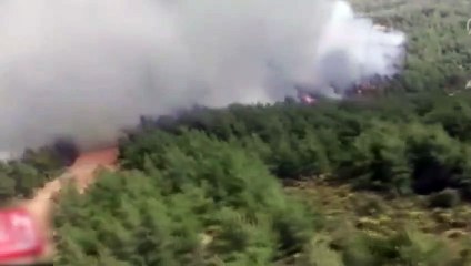 Milas'ta orman yangını