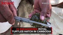 Nearly Two Dozen Endangered Royal Turtles Hatch in Cambodia