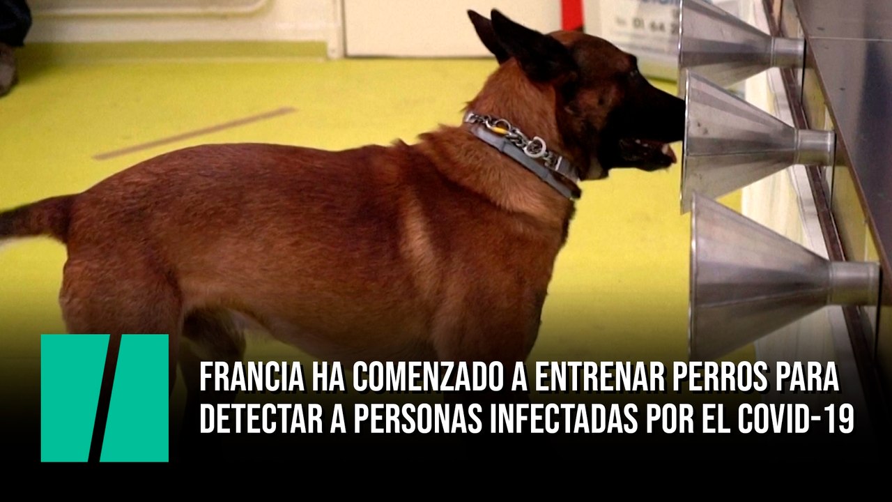 Francia ha comenzado a entrenar perros para detectar a personas infectadas por el covid-19