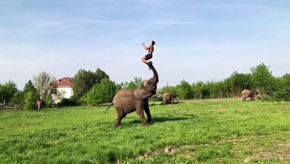 Duo incroyable entre un éléphant et un gymnaste