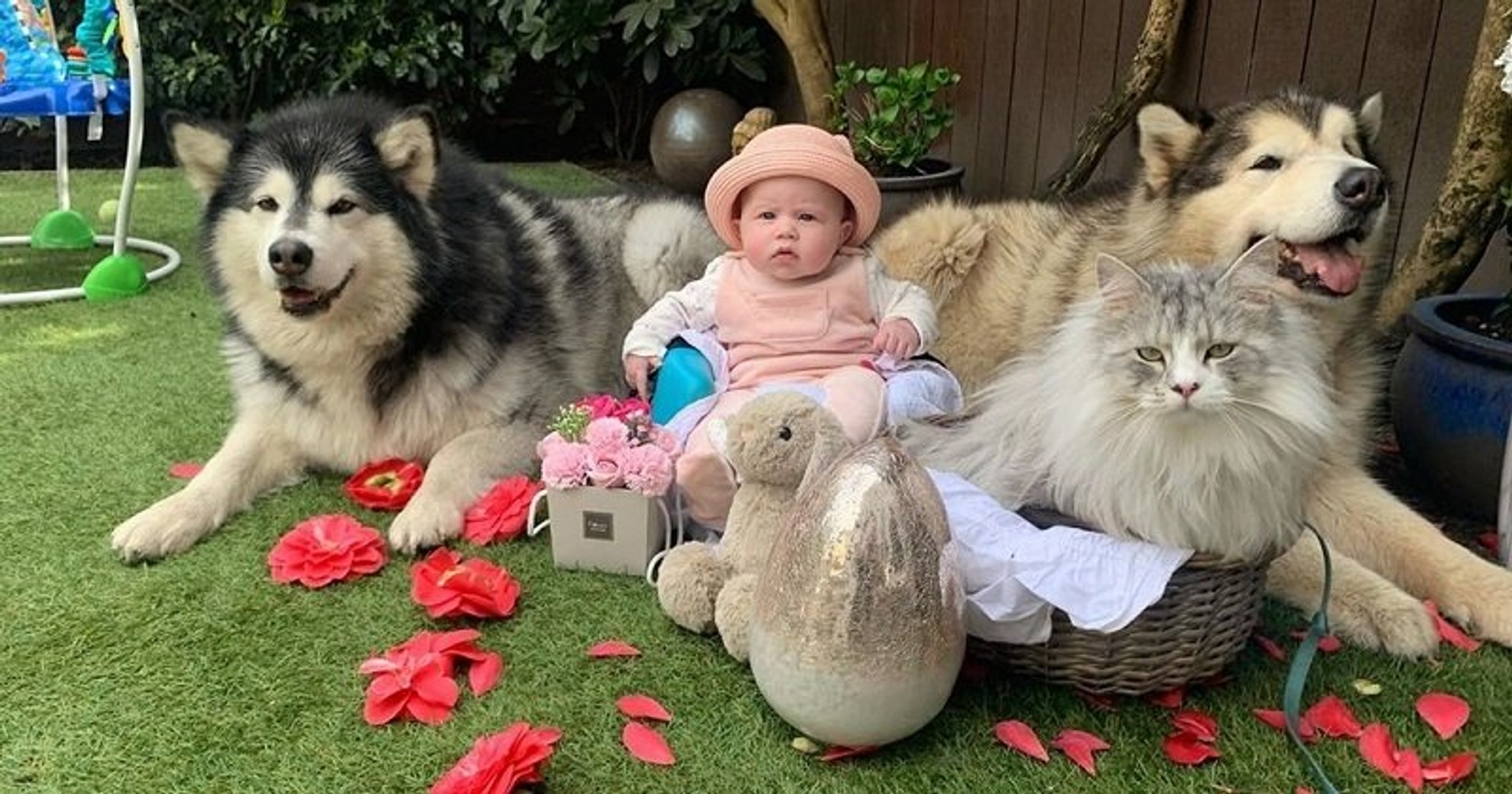 Entoure De Deux Chiens Et Un Chat Ce Bebe A La Meilleure Famille Du Monde Video Dailymotion