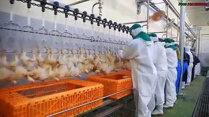 Amazing Chicken Meat Processing Technology