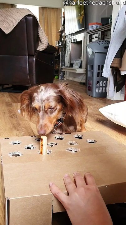 Whack-A-Mole: Dog Edition