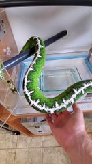 Amazon Basin Emerald Tree Boa