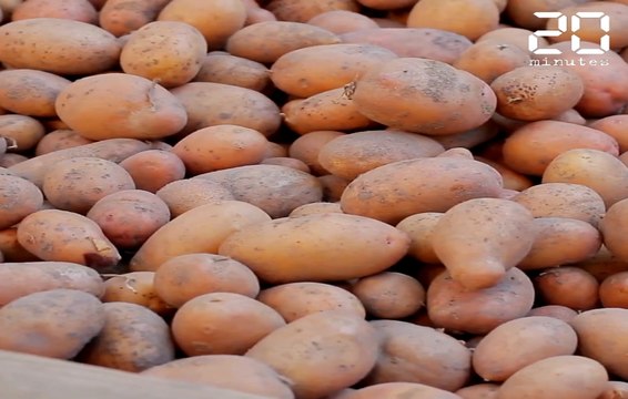 Le coronavirus pèse sur producteurs de patates nordistes