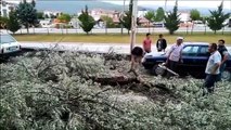 Şiddetli rüzgar nedeniyle ağaç ve aydınlatma direği devrildi - SAMSUN