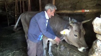 Bataklığa saplanan hayvanına kavuştu, mutluluğunu böyle dile getirdi