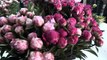 Pivoine : la plus belle des fleurs de mai