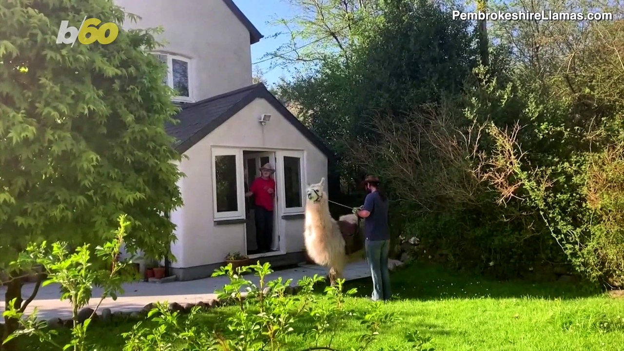 Special Delivery! Llamas Make Food Deliveries to Remote Residents