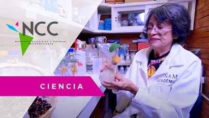 In­ves­ti­ga­do­ra me­xi­ca­na uti­li­za bac­te­rias para me­jo­rar la pro­duc­ción agrí­co­la