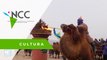Co­mien­za ca­rre­ra in­ter­na­cio­nal de ca­me­llos en Mon­go­lia In­te­rior, Chi­na