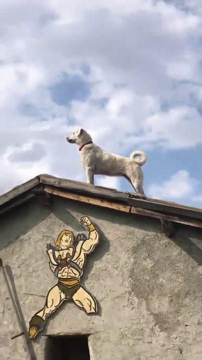 RESiM GiBi AKBAS DAMDA NE ARAR - AKBASH SHEPHERD DOG