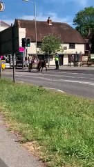 Large police presence on day of cancelled Wickham Horse Fair
