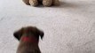 Chocolate Lab Puppy Tackles Her Favorite Stuffed Teddy Bear