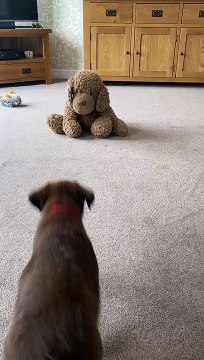 Chocolate Lab Puppy Tackles Her Favorite Stuffed Teddy Bear