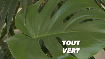 Ils soignent les plantes délaissées pendant le confinement