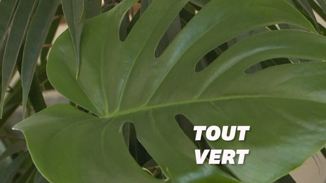 Ils soignent les plantes délaissées pendant le confinement