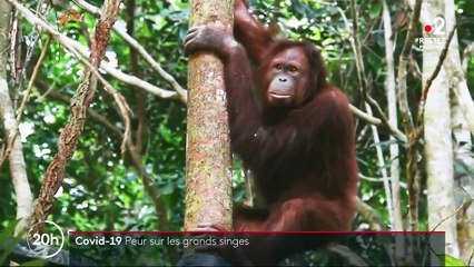 Coronavirus : les grands singes aussi victimes du virus