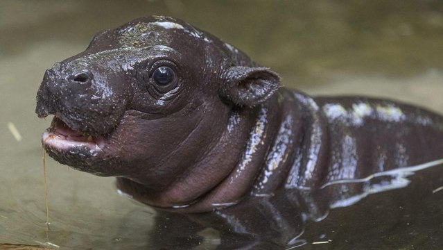 San Diego Zoo Welcomes Endangered Baby Pygmy Hippo for the First Time in 30 Years