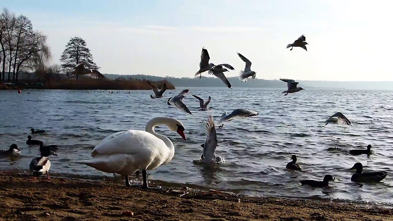 Swans