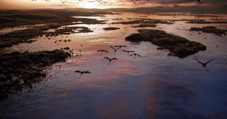 El rey león (2019) - 2º teaser tráiler español (v.o.s.)