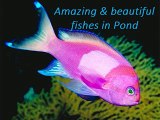 Amazing & beautiful fishes in Pond