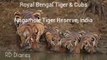 Bengal Tiger Spotted with Cubs | Tiger Sighting | Nagarhole National Park & Tiger Reserve India