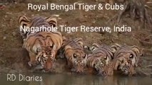 Bengal Tiger Spotted with Cubs | Tiger Sighting | Nagarhole National Park & Tiger Reserve India