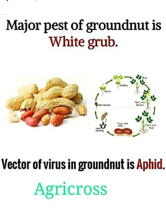 Major pest of groundnut