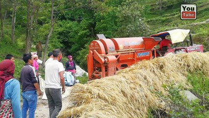 Agriculture wheat 