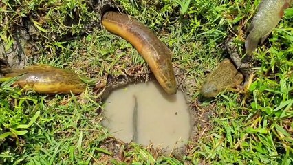 Adventure Eel Hunting - Three Eel Hunt Secret Hole - Big Eel Vs Small Fish .