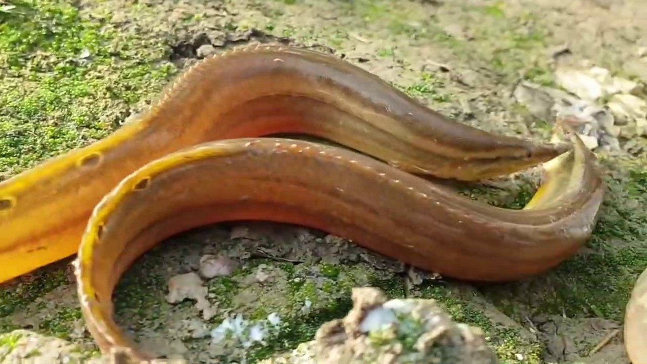 Fish Come Out With ENO-Salt - Best Vaam Fishing Video - @FISHERMAN ANIMAL LOVER