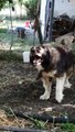 ADAMCI KAFKAS KOPEKLERi BAHCEDE - CAUCASiAN SHEPHERD DOGS in GARDEN