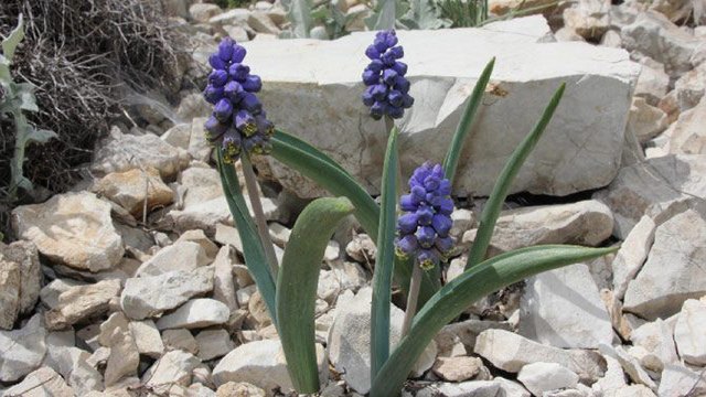 Bayburt'ta yeni bitki türü keşfedildi; 'Bayburt Sümbülü' adı verildi