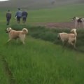 SiVAS KANGAL KOPEKLERi MERA KONTROL - KANGAL SHEPHERD DOGS WALK